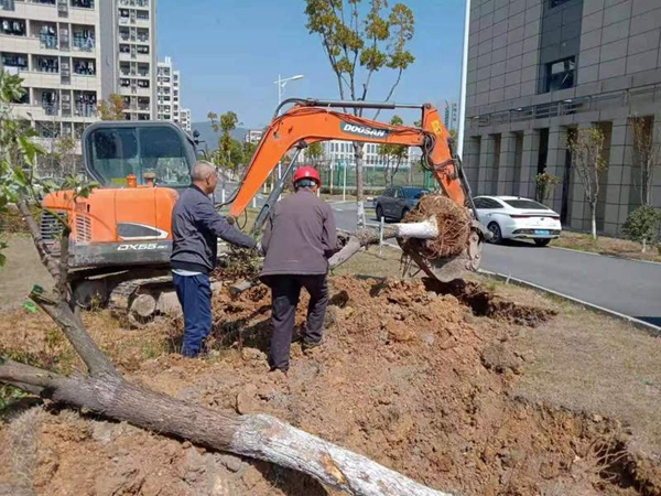 江苏科技大学：停车位改造在即 绿化树木移植先行.jpg